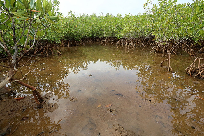 mangrove 2