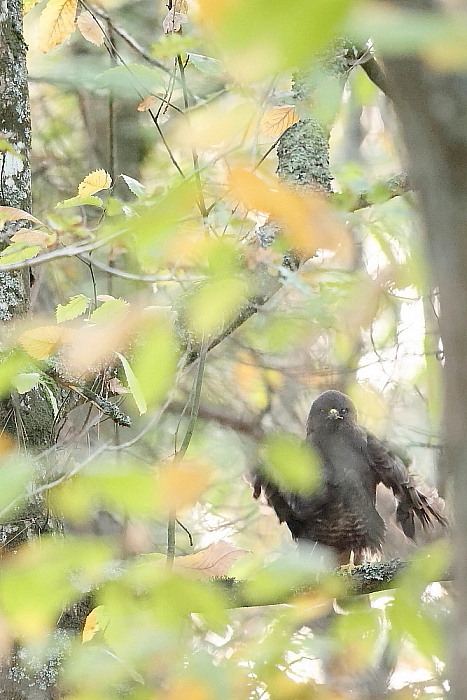 buse variable 1